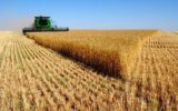 تأمین بذر گندم بوشهر در ۷۵ هزار هکتار کشت
