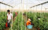 کشاورزی و تولیدات گلخانه ای راهی برای توسعه بومی بوشهر