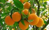  قیمت پرتقال در شمال کشور ۱۵۰۰ در بوشهر ۷۵۰۰ تومان