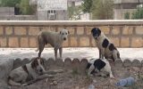 مسئله سگ‌های ولگرد بوشهر در حال تبدیل به یک بحران/ بی‌خیال امنیت شهروندان!