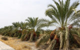 ممنوعیت توسعه باغهای بوشهر همزمان با احداث ۱۲ سد جدید!