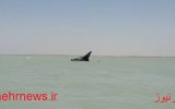 هواپیمای آزمایشی ارتش در خلیج فارس سقوط کرد+عکس