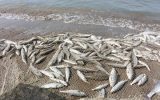 صید ۱۱ هزار تنی ماهیان دریایی از سواحل گیلان