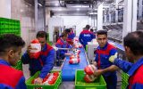 آغازِ توزیع مرغ منجمد تنظیم بازار در بوشهر
